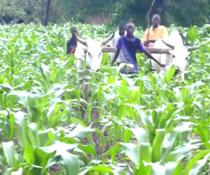 Les potentialités de la commune